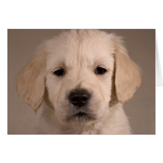 Welpe. Karte nach cARTerART (Vorderseite (Horizontal))