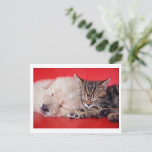 Welpe & Kitten Postkarte (Stehend Vorderseite)