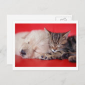 Welpe & Kitten Postkarte (Vorne/Hinten)