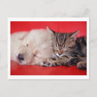 Welpe & Kitten Postkarte