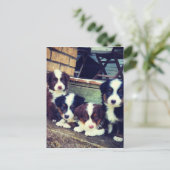 Welpe Liebe - Adorable Australian Shepherds Postkarte (Stehend Vorderseite)