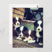 Welpe Liebe - Adorable Australian Shepherds Postkarte (Vorne/Hinten)