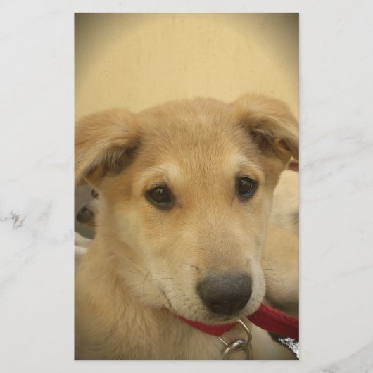 Welpe Liebe: Der beste Freund des Menschen Briefpapier (Vorderseite)