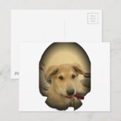 Welpe Liebe: Der beste Freund des Menschen Postkarte (Vorne/Hinten)