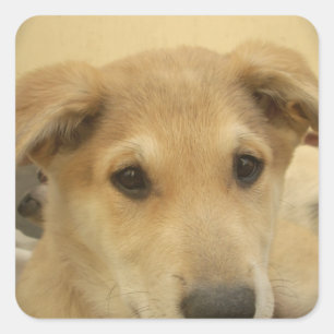 Welpe Liebe: Der beste Freund des Menschen Quadratischer Aufkleber