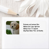 Welpe Liebe - Niedliches MaltiPoo Dog Foto (Insitu)