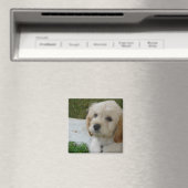 Welpe Liebe - Niedliches MaltiPoo Dog Foto Magnet (In Situ (Geschirrspüler))