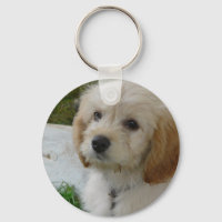 Welpe Liebe - Niedliches MaltiPoo Dog Foto