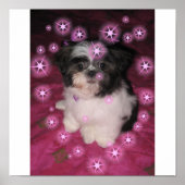 Welpe Liebe - Poster (Vorne)