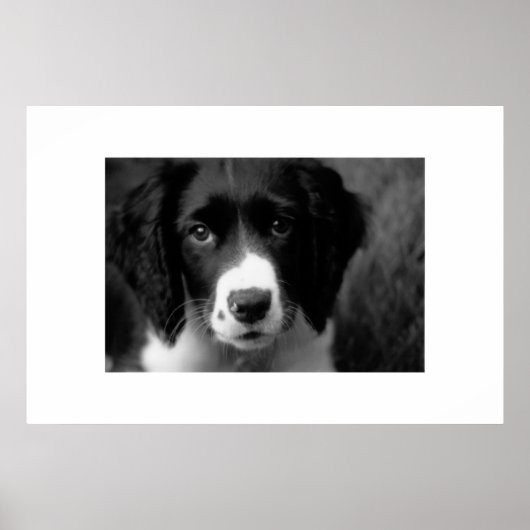 Welpe Liebe Poster (Vorne)