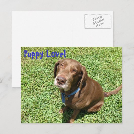 Welpe Liebe! Postkarte (Vorne/Hinten)