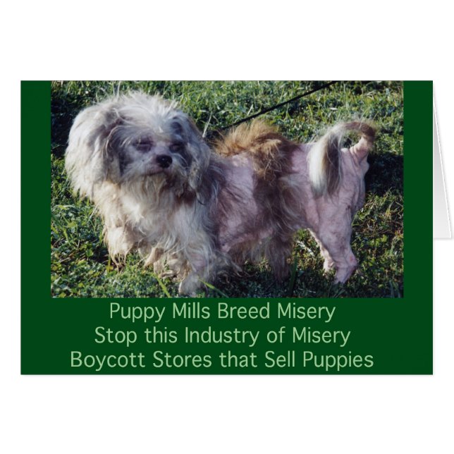 Welpe Mills Bree Misery Card (Vorderseite (Horizontal))