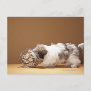 Welpe mit Kopf in Keksdose Postkarte