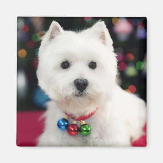 Welpe mit Weihnachtsglocke am Hals Magnet (Vorne)