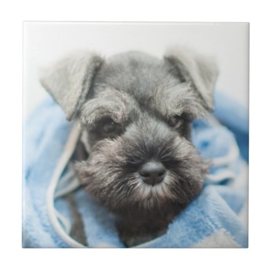 Welpe nach Bad Fliese (Vorderseite)