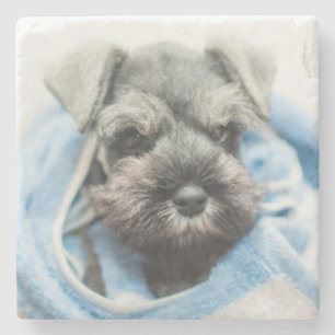 Welpe nach Bad Steinuntersetzer