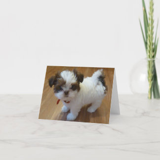 Welpe Notecards Shih Tzu Karte
