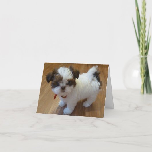 Welpe Notecards Shih Tzu Karte (Vorderseite)
