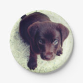 Welpe Pappteller (Vorderseite)