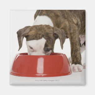 Welpe pitbull, das aus Teller heraus isst Magnet