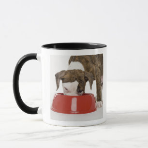 Welpe pitbull, das aus Teller heraus isst Tasse