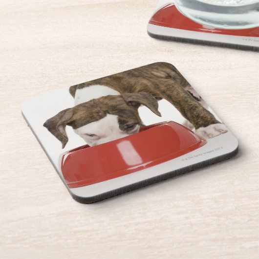 Welpe pitbull, das aus Teller heraus isst Untersetzer (Linke Seite)