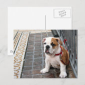 Welpe Postkarte (Vorne/Hinten)