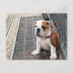 Welpe Postkarte
