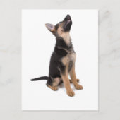 Welpe Postkarte (Vorderseite)