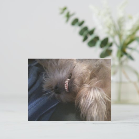 Welpe Postkarte (Stehend Vorderseite)