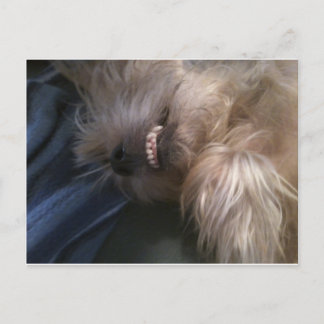 Welpe Postkarte