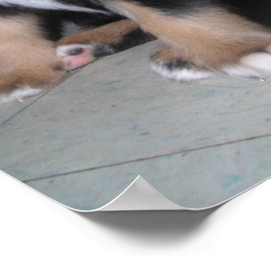 Welpe Raspberry Poster (Ecke)