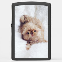 Welpe Shih Tzu Leber des Pennys orange Zippo