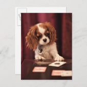 Welpe spielt Karten (Vorne/Hinten)