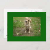Welpe Tilts Head Labrador Postkarte (Vorne/Hinten)
