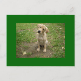 Welpe Tilts Head Labrador Postkarte
