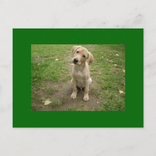 Welpe Tilts Head Labrador Postkarte