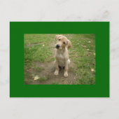 Welpe Tilts Head Labrador Postkarte (Vorderseite)