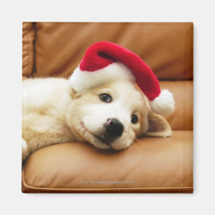 Welpe trägt einen Weihnachtshut und das Lügen au Magnet