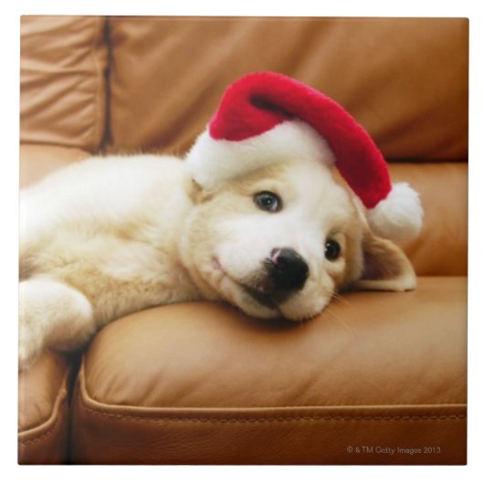 Welpe trägt einen Weihnachtshut und das Lügen auf Fliese (Vorderseite)