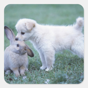 Welpe und Lop Ohr Kaninchen auf Rasen Quadratischer Aufkleber