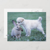Welpe und Lop Ohrkaninchen auf Rasen Postkarte (Vorne/Hinten)