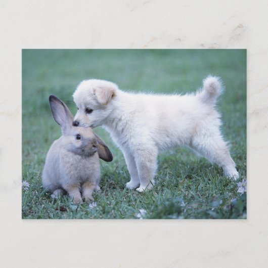 Welpe und Lop Ohrkaninchen auf Rasen Postkarte (Vorderseite)