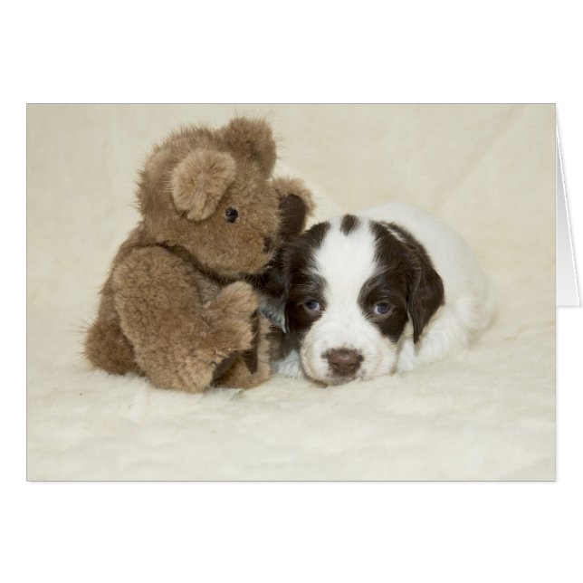 Welpe und Teddy (Vorderseite (Horizontal))