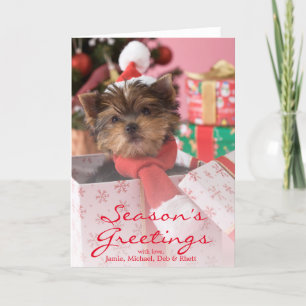 Welpe und Weihnachten 2 Yorkshires Terrier