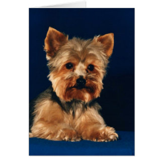 Welpe Yorkshires Terrier