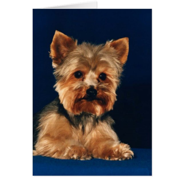 Welpe Yorkshires Terrier (Vorne)
