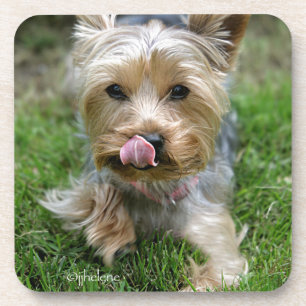 Welpe Yorkshires Terrier - "jjhelene Entwurf " Getränkeuntersetzer