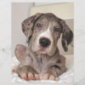 Welpe zum Verkauf Flyer (Hinten)