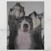 Welpe zum Verkauf Flyer Vorlagen (Hinten)